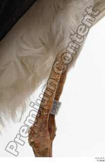 Black stork leg 0014.jpg